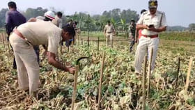 দশ কাঠা জমির পোস্ত নষ্ট করল পুলিশ!