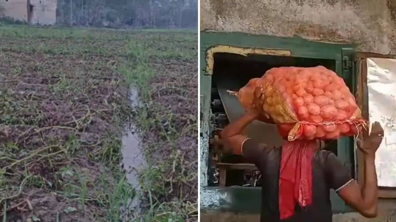 Bankura: অকালেই মারা গেল আলু! স্বস্তির শিলাবৃষ্টি কাল হয়ে নামল বাংলার চাষিদের জীবনে