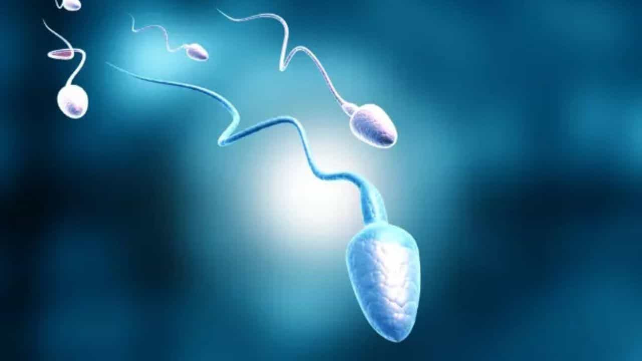 Semen Production: শুধু খেতে হবে এই খাবার, পুরুষদের শরীরে উপচে পড়বে ঔরস Semen Production: শুধু খেতে হবে এই খাবার, পুরুষদের শরীরে উপচে পড়বে ঔরস