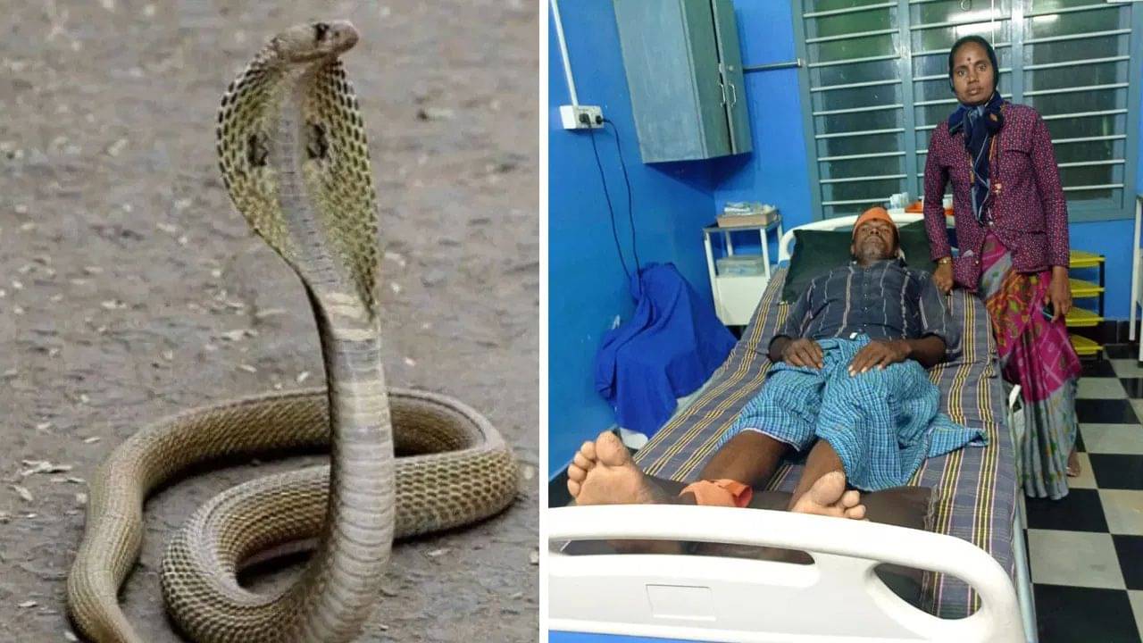 Snake Bite: ১০৩ বার সাপের কামড় খেয়েও যায়নি প্রাণ! কেন বারবার সুব্রহ্মণ্যমকে টার্গেট করে নাগেরা?