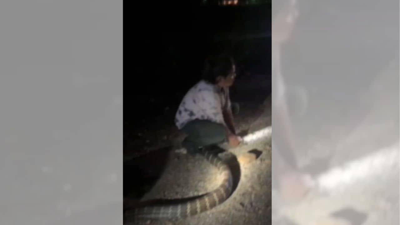 Snake Recover: ১১ ফুটের কিং কোবরা, পিলে চমকে ওঠার জোগাড় এলাকাবাসীর