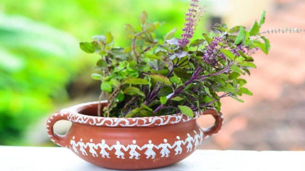 জল দিলেও দিন দিন শুকিয়ে যাচ্ছে তুলসী গাছ! এভাবে যত্ন নিচ্ছেন তো?