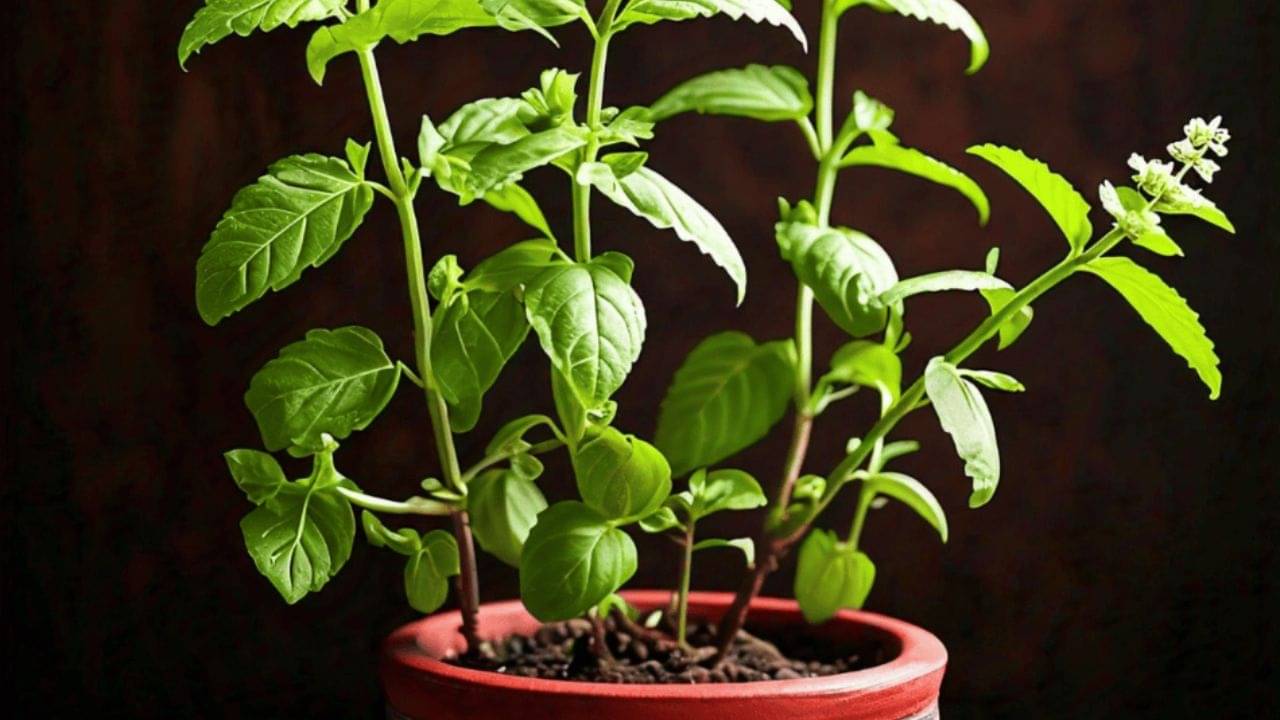 Astrology Tips: বাজার থেকে কিনে আনলে হবে না, এই জায়গা থেকে তুলসী গাছ এনে বাড়িতে লাগালে তবেই মিলবে সুফল