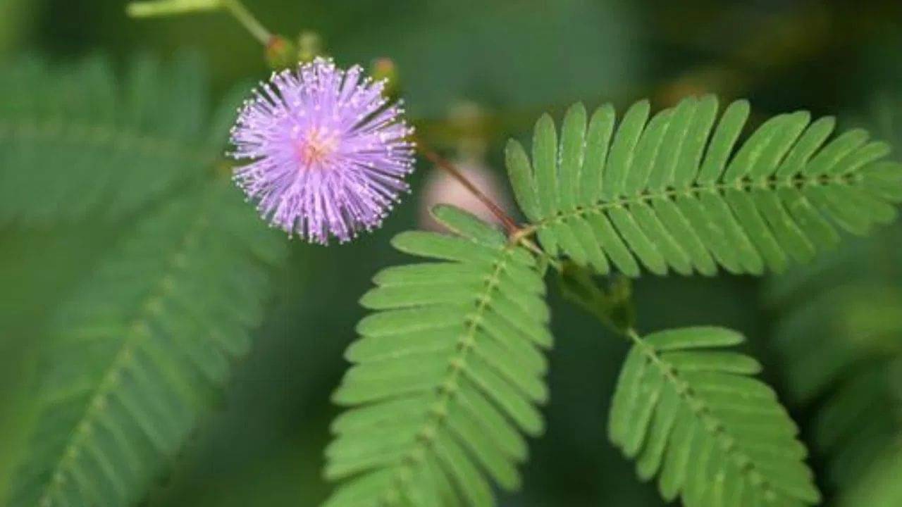 Vaastu Tips for Money: বাড়িতে বসে বসেই হবেন কোটিপতি! মানিপ্ল্যান্টের দ্বিগুণ গতিতে টাকা আকর্ষণ করে এই গাছ