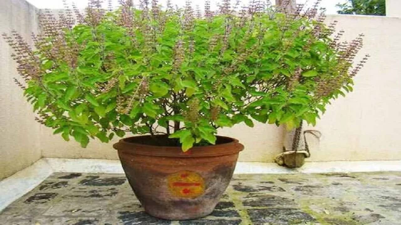 ভুলেও তুলসী গাছের কাছে রাখবেন না এই ৩ জিনিস, তাহলেই বিপদ
