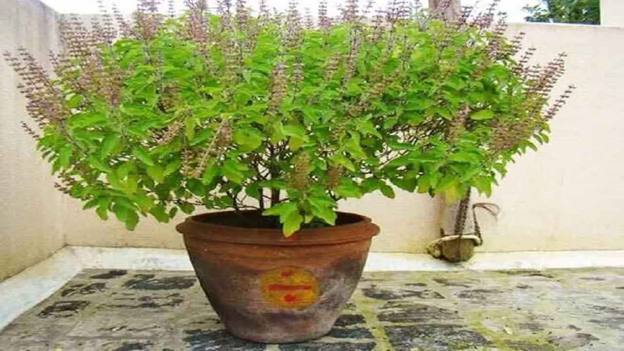 ভুলেও তুলসী গাছের কাছে রাখবেন না এই ৩ জিনিস, তাহলেই বিপদ ভুলেও তুলসী গাছের কাছে রাখবেন না এই ৩ জিনিস, তাহলেই বিপদ