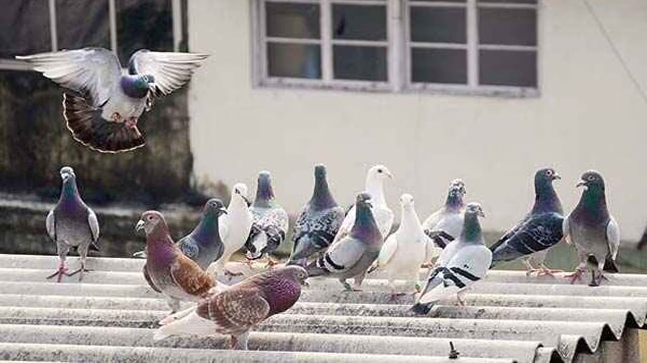 বাড়িতে পাখি বাসা বাঁধছে, জানেন কোন পাখির কী লক্ষণ? বাড়িতে পাখি বাসা বাঁধছে, জানেন কোন পাখির কী লক্ষণ?