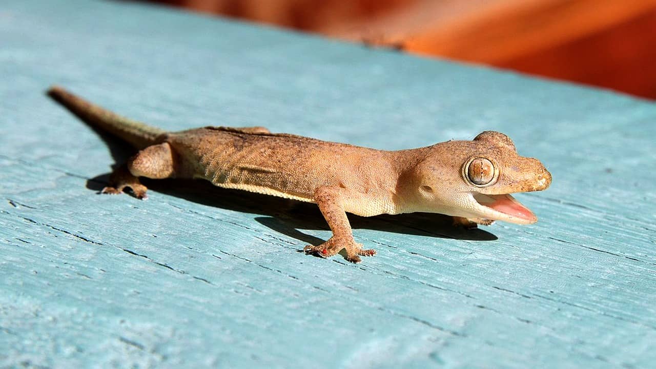 সত্যি কথা বললেই কেন টিক টিক করে ডাকে টিকটিকি? বারাসতের মেয়ের জন্যেই কি আজও এমনটা হয়!