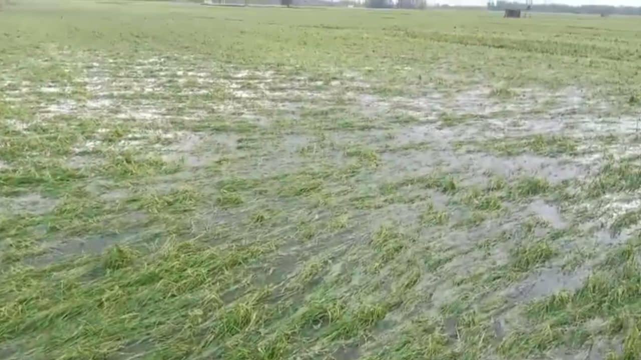 Paschim medinipur: অসময়ে বৃষ্টি, নষ্ট হল মাঠে থাকা একাধিক ফসল, সব হারিয়ে মাথায় হাত কৃষকদের