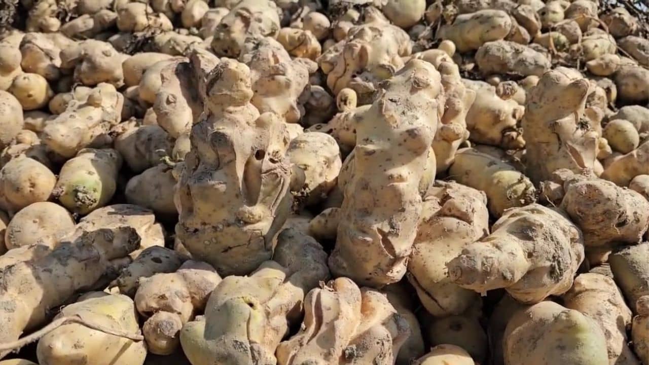 Potato: পুতুল না ফুলদানি, আলু দেখে মাথায় হাত চাষিদের