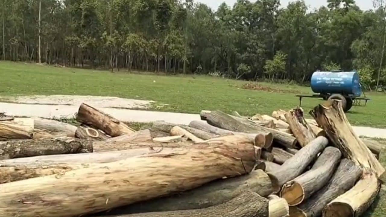 Balurghat: কথা ছিল শ্মশান এলাকায় শুকনো গাছ কাটার, ২৯টি গাছ কেটে বিতর্কে পঞ্চায়েত