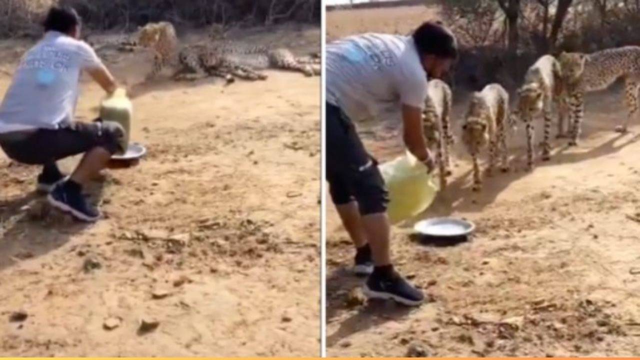 Cheetahs VIDEO: তেষ্টায় ধুঁকছিল ওরা, চিতা ও শাবকদের জল খাওয়ানোয় চাকরি গেল গাড়ি চালকের!