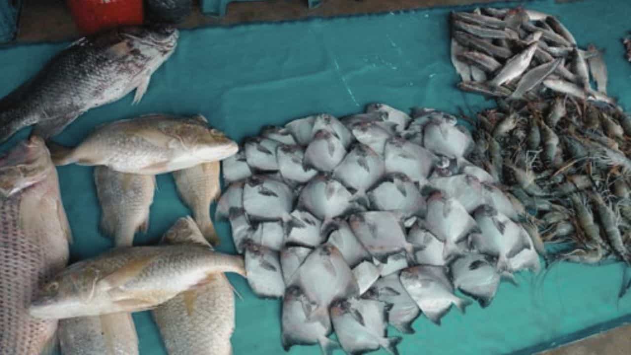 Fish: পাতে এবার কম পড়তে পারে সামুদ্রিক মাছ, কারণ কি জানেন? Fish: পাতে এবার কম পড়তে পারে সামুদ্রিক মাছ, কারণ কি জানেন?