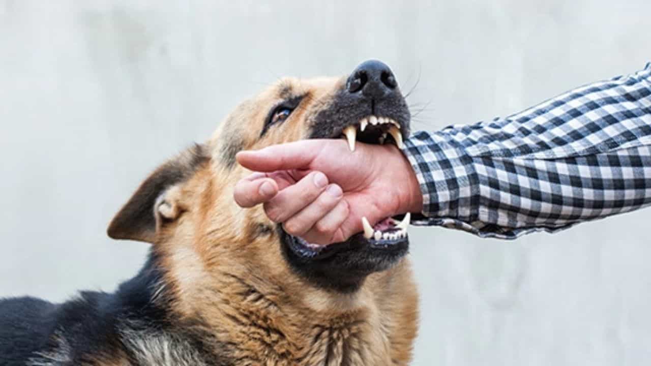 Rabies: কুকুর কামড়ানোর কতক্ষণের মধ্যে টিকা নেওয়াটা জরুরি?