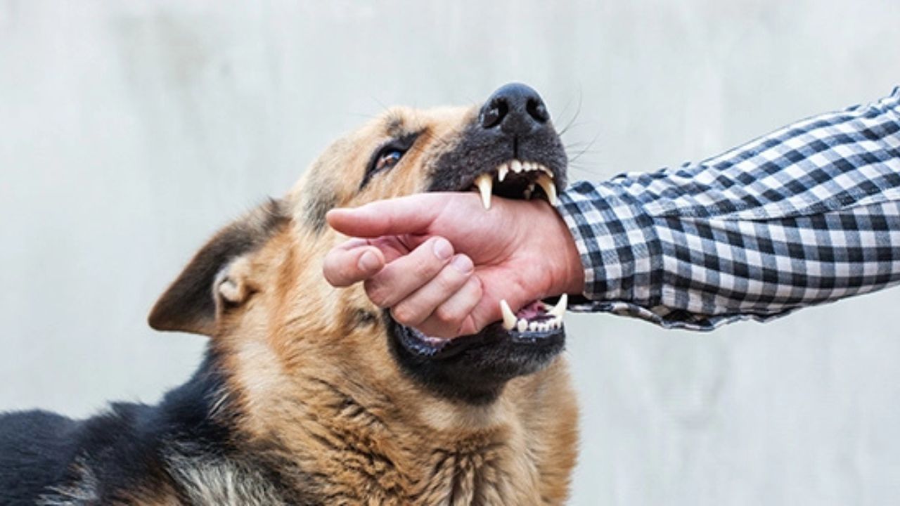 Rabies: কুকুর কামড়ানোর কতক্ষণের মধ্যে টিকা নেওয়াটা জরুরি? Rabies: কুকুর কামড়ানোর কতক্ষণের মধ্যে টিকা নেওয়াটা জরুরি?