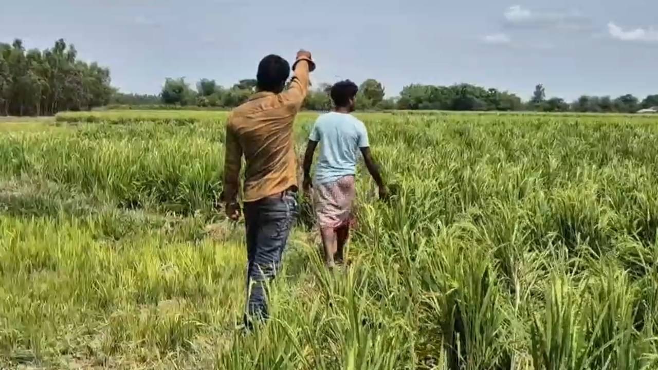 Elephants Attack: এক লহমায় দাঁতালের দল শেষ করে দিল প্রায় ৩০০ বিঘা জমির ধান, কৃষকদের কাঠগড়ায় বন দফতর