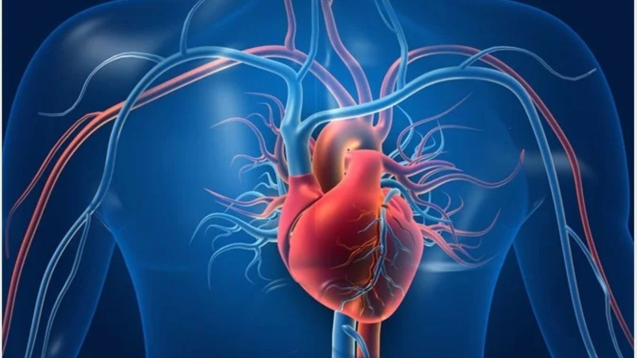 Heart Health: অ্যাঞ্জিওপ্লাস্টি, অ্যাঞ্জিওগ্রাফির মধ্যে পার্থক্য কী? কখন কোনটা প্রয়োজন?
