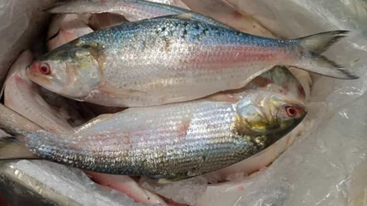 ভাপা, পাতুরি বাদ দিন, ইলিশের এই পদ দিয়েই এবার স্বাদ বদলান ভাপা, পাতুরি বাদ দিন, ইলিশের এই পদ দিয়েই এবার স্বাদ বদলান