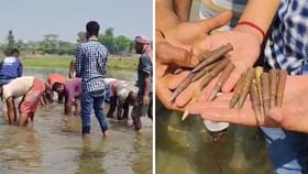 মাছ নয়! হাঁটুজলের নদী হাতড়ালেই উঠে আসছে গোছা গোছা বুলেট মাছ নয়! হাঁটুজলের নদী হাতড়ালেই উঠে আসছে গোছা গোছা বুলেট