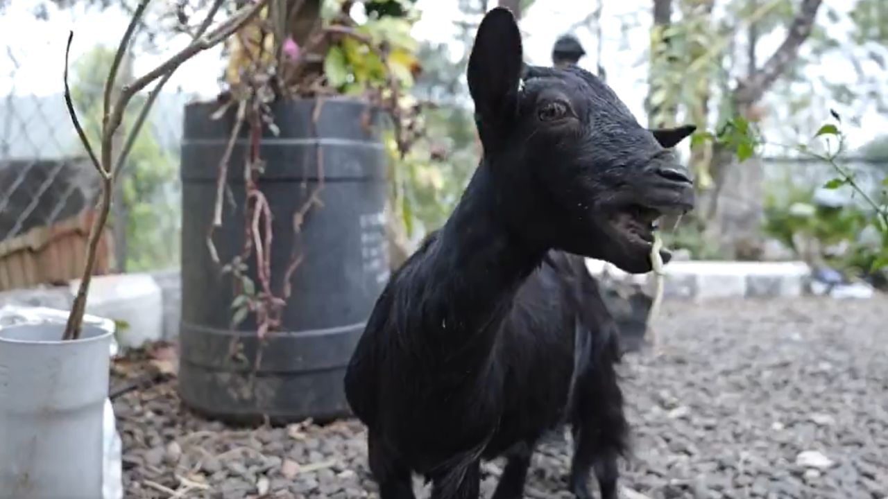 গিনেস বুকে নাম তুলে ফেলল এই ছাগল, কী এমন বৈশিষ্ট্য আছে জানেন! গিনেস বুকে নাম তুলে ফেলল এই ছাগল, কী এমন বৈশিষ্ট্য আছে জানেন!