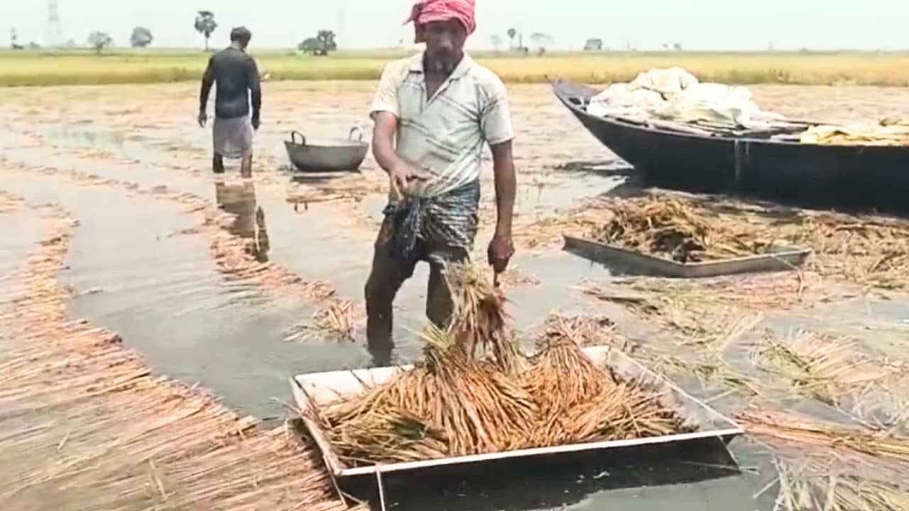 Burdwan: ভেসে যাচ্ছে আদরের ফসল, ডুবছে পাকা ধান, শেষরক্ষা করতে কেউ আনল কড়াই, কেউ আনল কলার ভেলা