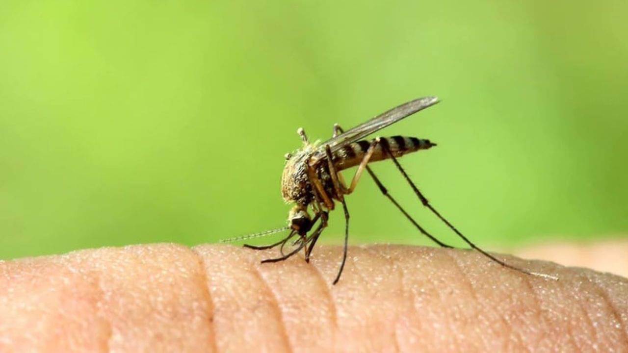মশার জ্বালায় অস্থির? এই এসেনশিয়াল অয়েল করবে কামাল!