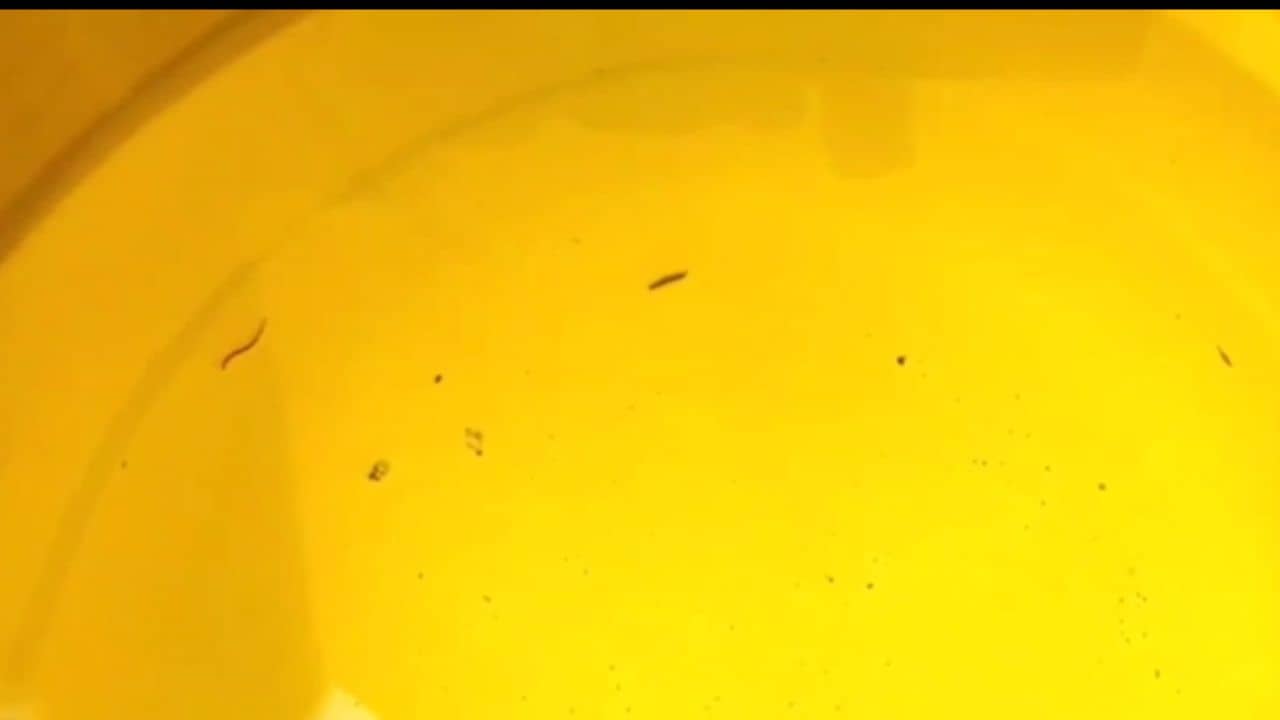 Balurghat: পানীয় জলে ভাসছে পোকা, পৌরসভা বলল, কোনও অভিযোগ আসেনি