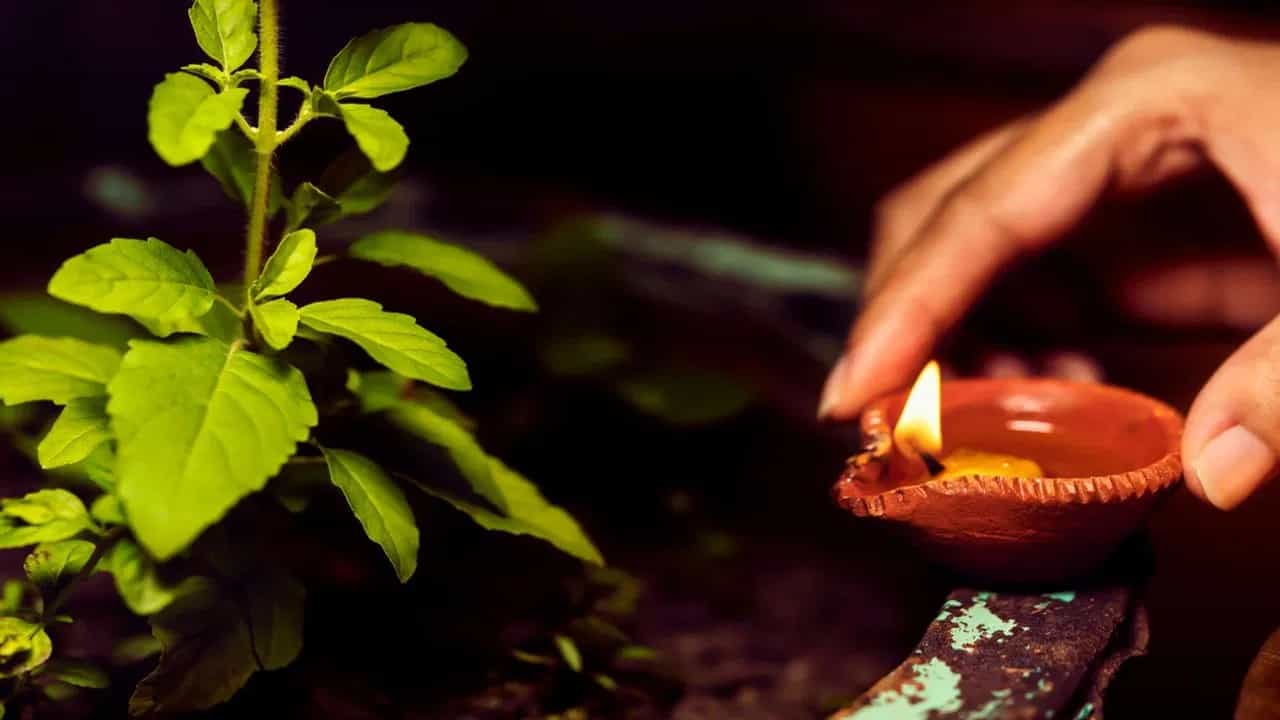 বাড়িতে তুলসী গাছ রেখেছেন! জানেন এই পুজোর নিয়ম কী কী?