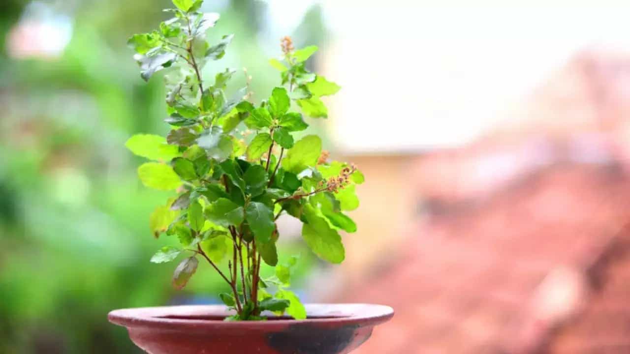 ভুলেও এই দিন তুলসী গাছে জল দেবেন না, তাহলেই বিপদ... ভুলেও এই দিন তুলসী গাছে জল দেবেন না, তাহলেই বিপদ...