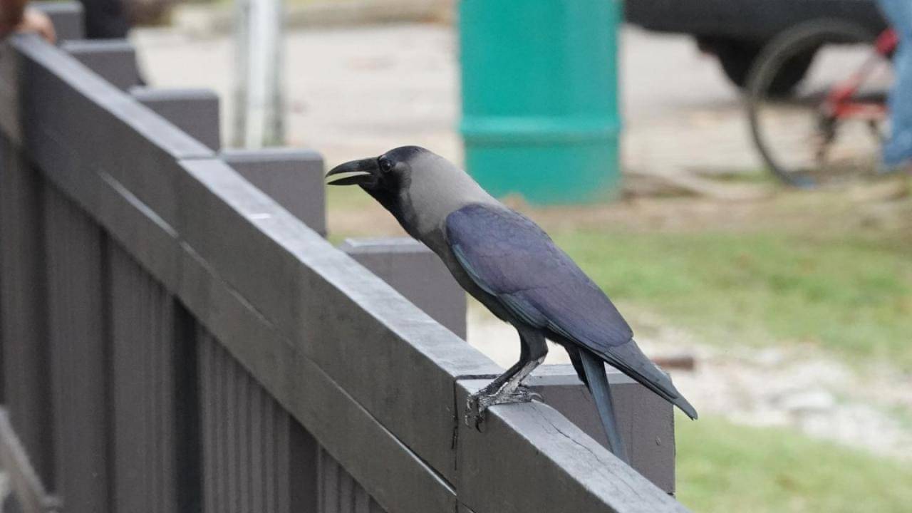 বাড়িতে কাক এলে কীসের সংকেত জানেন?