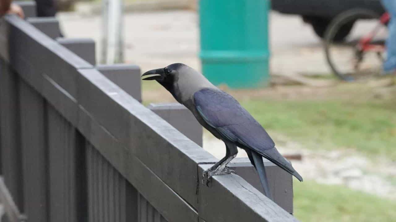 বাড়িতে কাক এলে কীসের সংকেত জানেন?
