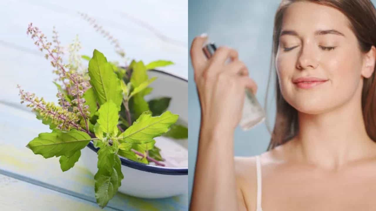 ব্রণর সমস্যা থেকে কালচে দাগ, রূপচর্চায় সবসময় হিট তুলসি ব্রণর সমস্যা থেকে কালচে দাগ, রূপচর্চায় সবসময় হিট তুলসি