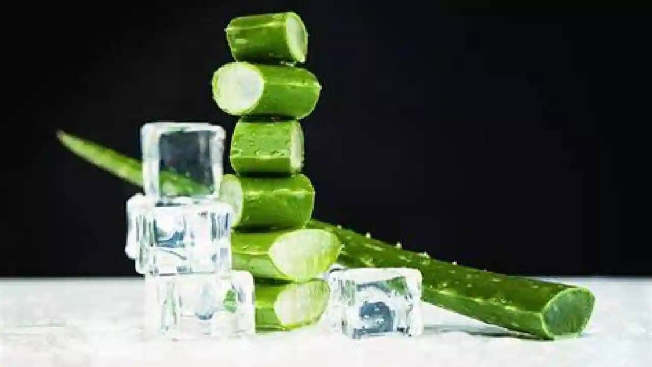 গরমে রূপচর্চায় সেরার সেরা অ্যালোভেরা আইস কিউব, জানুন কীভাবে বানাবেন