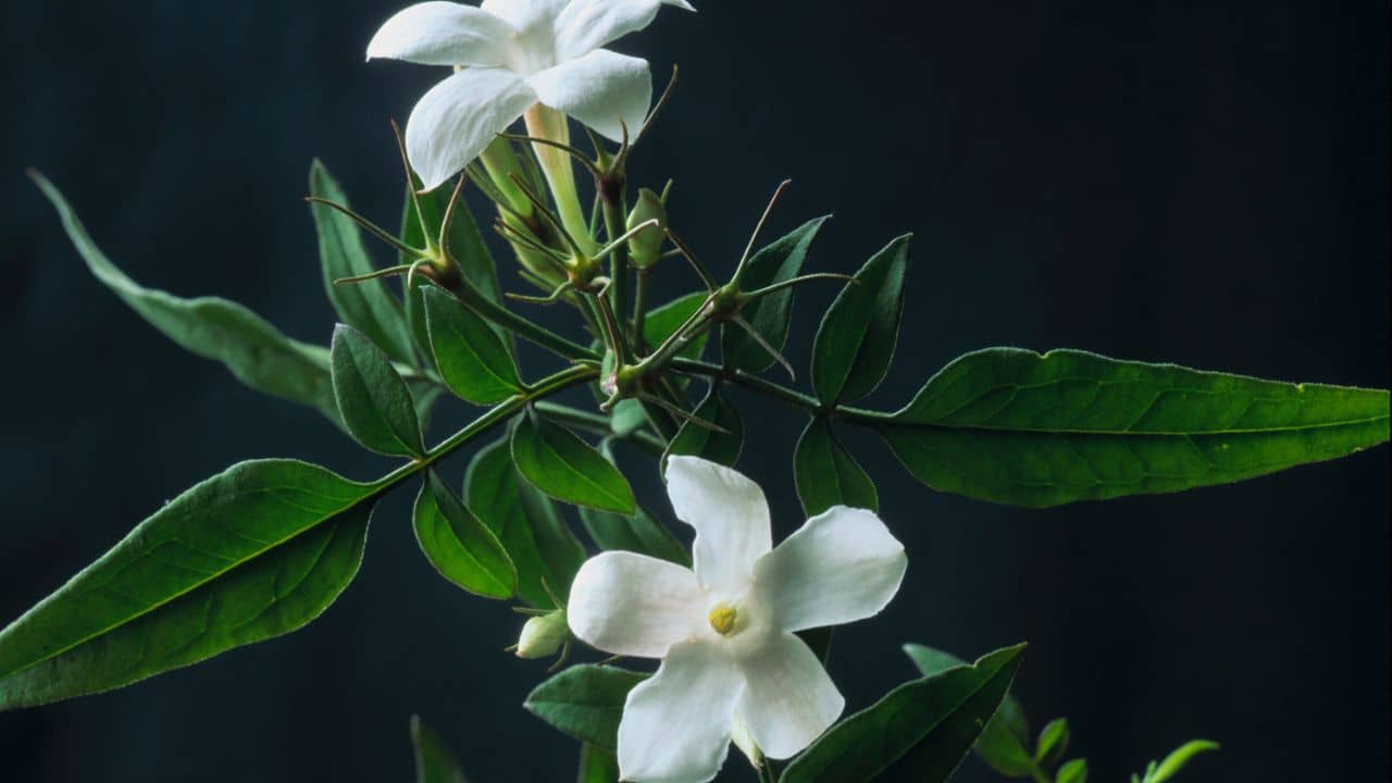 Patanjali: আপনার বাড়িতে ফোটা জুঁইয়ে লুকিয়ে ক্যানসারের ওষুধ! কীভাবে জানেন?