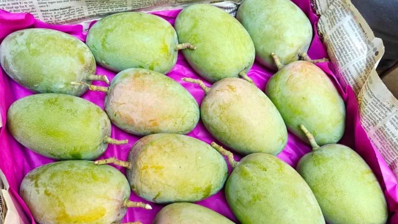 এখন প্রায় মাস তিনেক ধরে বাজারে নানা দফায় নানা প্রজাতির আম আসবে। তবে বাঙালিদের মধ্যে এই সব আমের মধ্যেও একটু বেশি পাত্তা পেয়ে থাকে হিমসাগর বাবাজী। হিমসাগর আম নিয়ে টানাটানি তো একটু বেশি হয়।