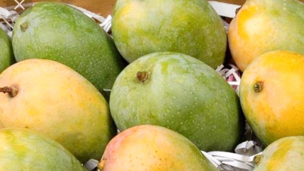 তাই বাজার থেকে পছন্দের প্রজাতির আমটি কিনে আনার প্রথম শর্ত হল আমকে সঠিক ভাবে চেনা। কী ভাবে বুঝবেন কোনটি কোন আম? হিমসাগর কিনা সেটাই বা বুঝবেন কী ভাবে? রইল সেই টিপস।