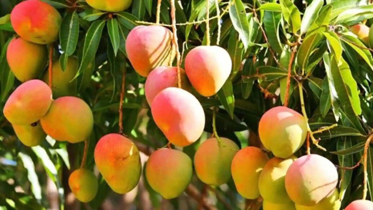 গোলাপখাস: গোলাপখাস আমে থাকে লালচে আভা। গোলাপের রঙের মতো খানিকটা রঙও থাকে এই আমে। এই আমের গন্ধ হয় অনেকটা গোলাপের মতো। পাকলে নিচের দিকে এক ধরনের লালচে আভাও পড়ে। হলুদ, লাল, সবুজ মিশিয়ে বেশ দারুণ দেখায় এই আমকে।