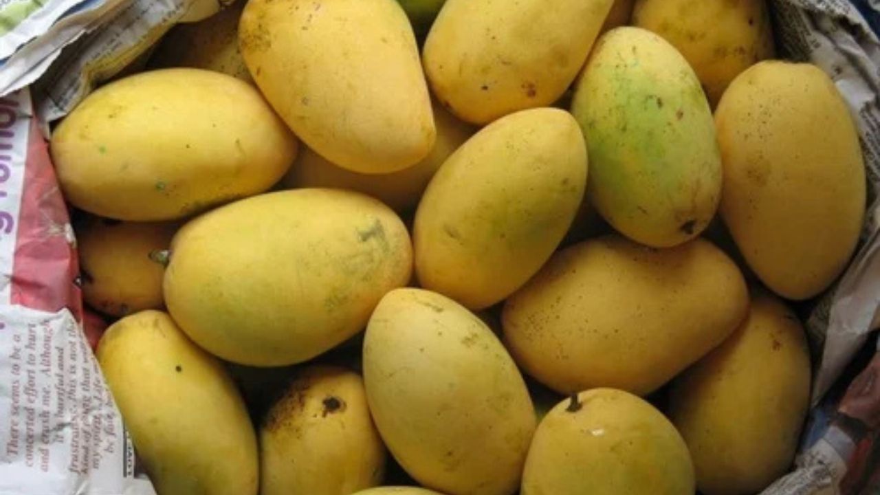 চৌসা: জনশ্রুতি, ষোড়োশ শতকে শের শাহ এই আমের নামকরণ করেন। গোটা ভারতেরই অত্যন্ত জনপ্রিয় এই আম। বিশেষত উত্তর ভারতে এই চৌসা আমের রমরমা। এই আম চেনার উপায় হল এর রঙ। এর রঙ অনেকটা সোনালি রঙের মতো উজ্জ্বল হলুদ। আকার লম্বাটে ঘেঁসা৷