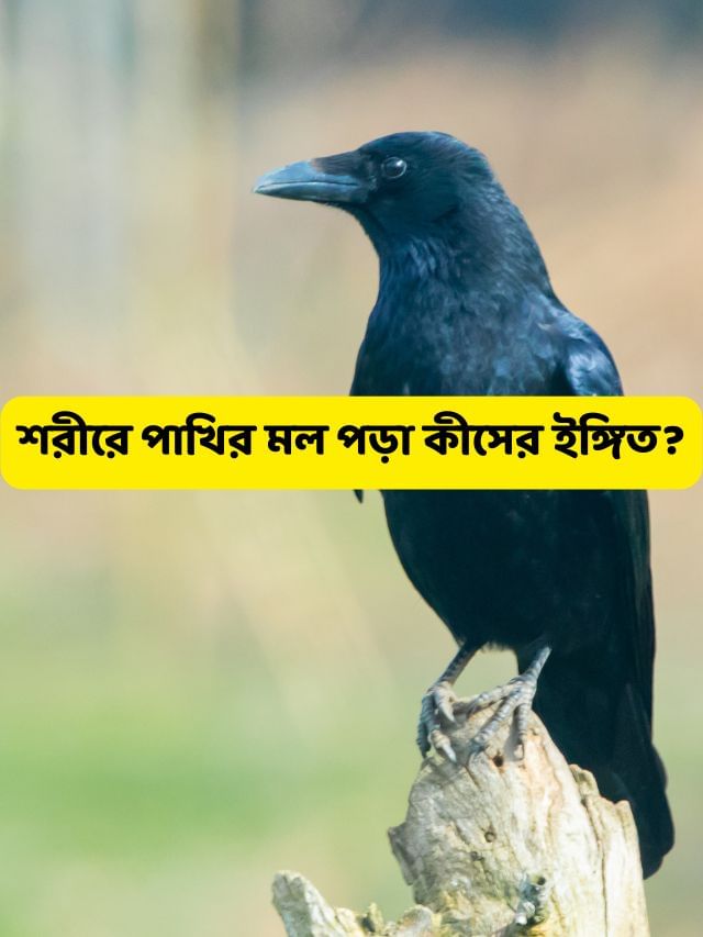 হঠাৎ গায়ে পড়েছে পাখির মল, জ্যোতিষশাস্ত্র মতে এটি শুভ না অশুভ? হঠাৎ গায়ে পড়েছে পাখির মল, জ্যোতিষশাস্ত্র মতে এটি শুভ না অশুভ?