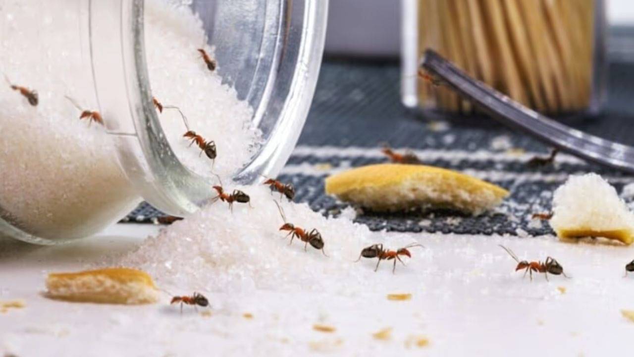 Kitchen Hacks: চিনির পাত্রে থিক থিক করছে পিঁপড়ে? রান্নাঘরে থাকা কোন জিনিসে দূর করবেন?