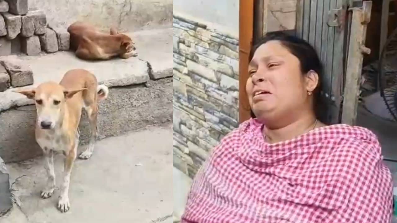 Stray Dogs: পথ কুকুরদের মারধরের প্রতিবাদ! দুই ভাইকে বেধড়ক মার, হাসপাতালে মৃত্যু একজনের