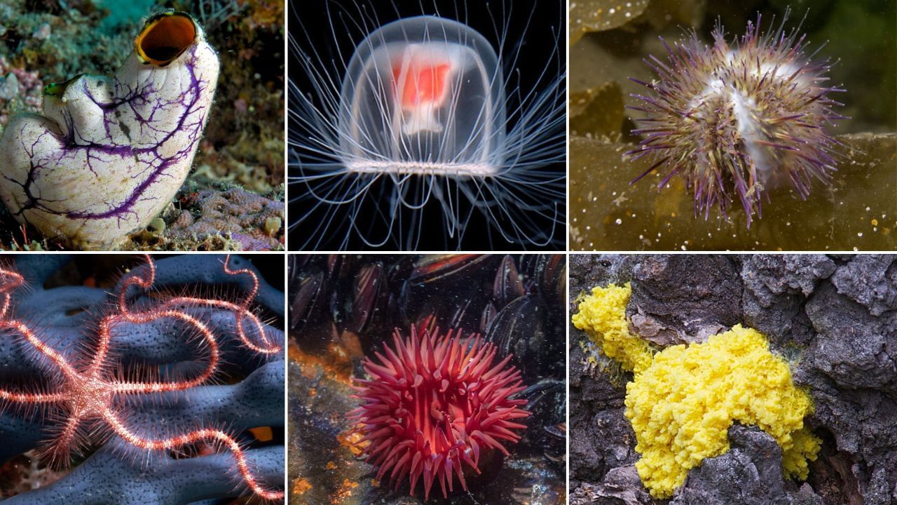 Knowledge Story: মস্তিষ্ক বলে কিছুই নেই এই ৬ প্রাণীর! কী ভাবে সব কাজ করে, জানলে চমকে যাবেন Knowledge Story: মস্তিষ্ক বলে কিছুই নেই এই ৬ প্রাণীর! কী ভাবে সব কাজ করে, জানলে চমকে যাবেন