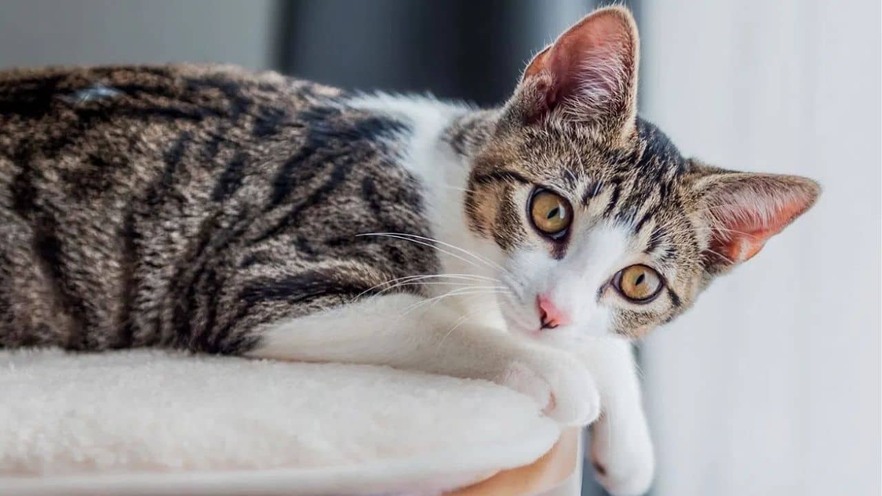 Cat and Job: বিড়ালকে দেখাশোনা করলেই মাসে পাবেন ১২ লাখ, বিজ্ঞাপন দিল কোম্পানি