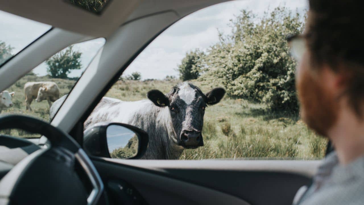 Car Insurance: গরুর গুঁতোয় গাড়ি ভাঙলে আপনাকে ক্ষতিপূরণ দেবে বীমা সংস্থা?