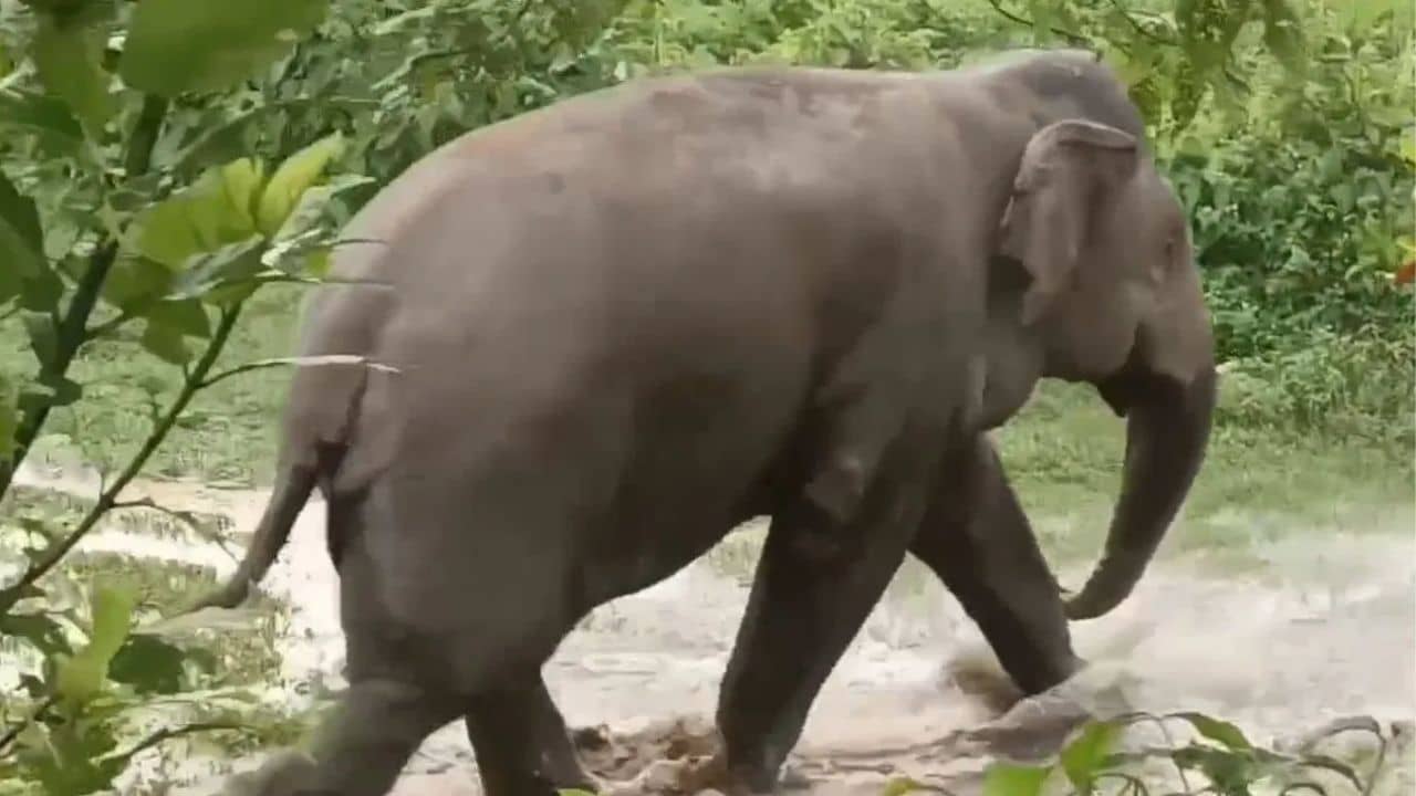 Jalpaiguri: ফের লোকালয়ে হাতি, পায়ে পিষে মৃত্য়ু যুবকের