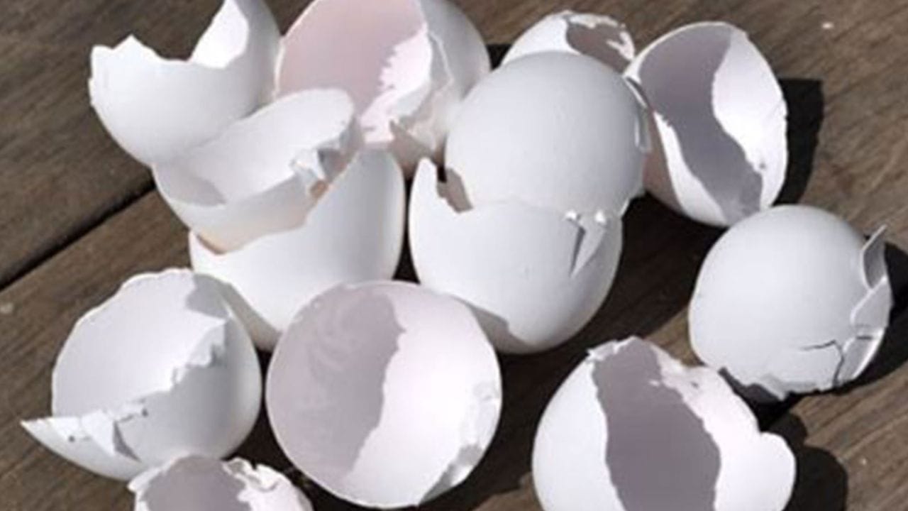 ডিম খেয়ে খোসা ফেলে দিচ্ছেন? এর অন্য ব্যবহার জানলে চমকে যাবেন ডিম খেয়ে খোসা ফেলে দিচ্ছেন? এর অন্য ব্যবহার জানলে চমকে যাবেন