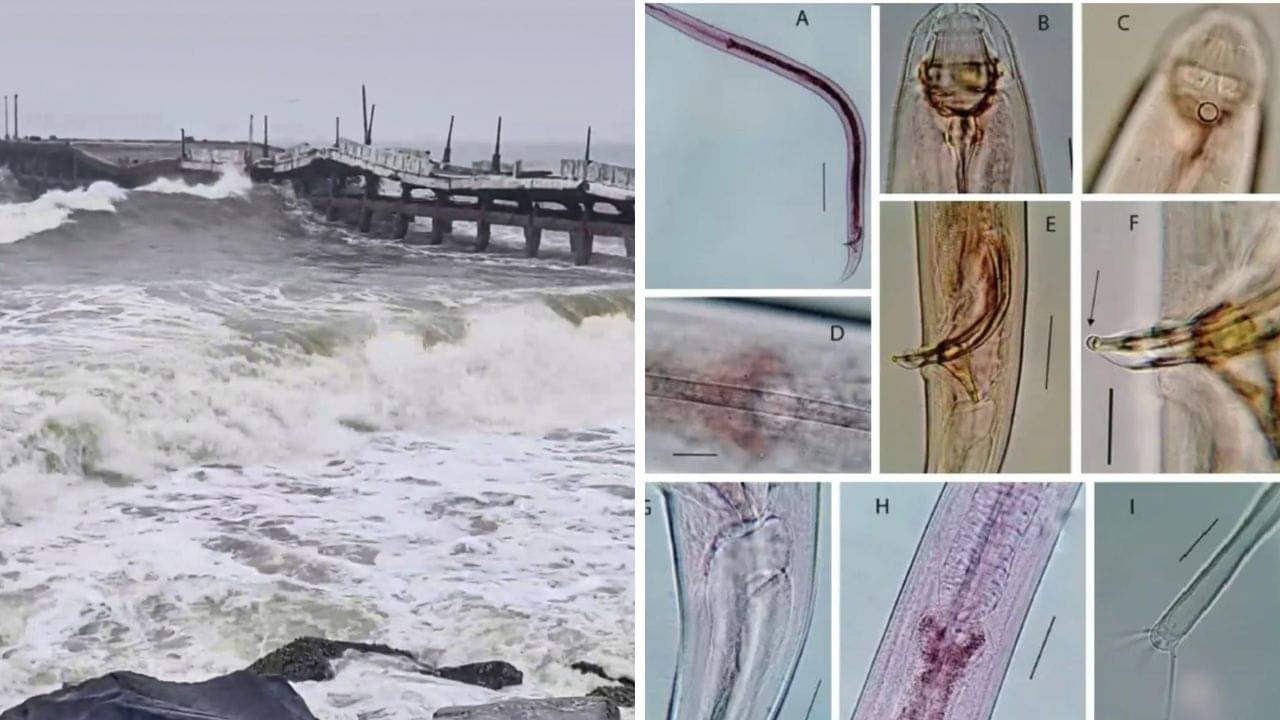 Digha: আগে কেউ কখনও দেখেনি! দিঘার মোহনায় নতুন প্রজাতি আবিষ্কার করে ফেলল বিজ্ঞানীরা