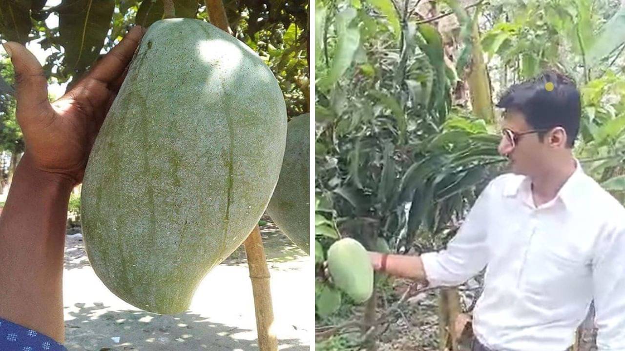 Hooghly: এত বড় আম! পাণ্ডুয়ার শিক্ষকের বাগানে ফলছে সেই আশ্চর্য ব্রুনাই