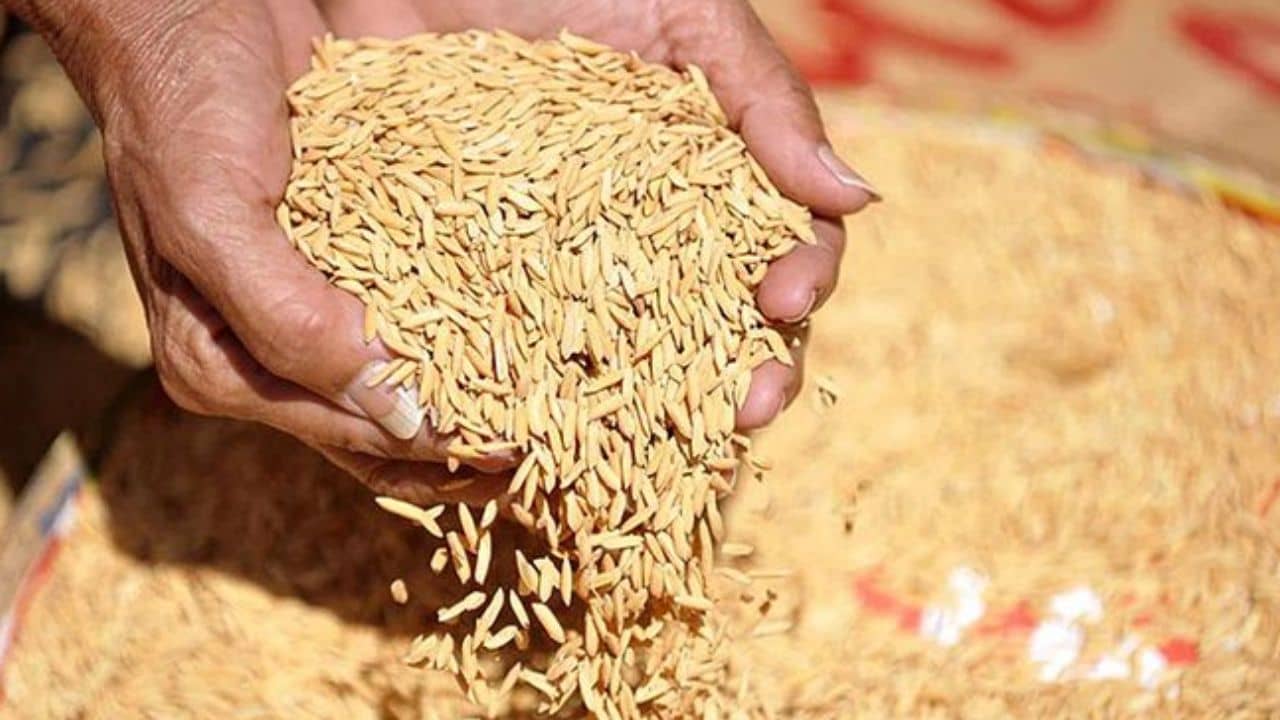 Hasnabad: একই ধান বিক্রি হয় বারবার, চরম দুর্নীতির অভিযোগ হাসনাবাদে