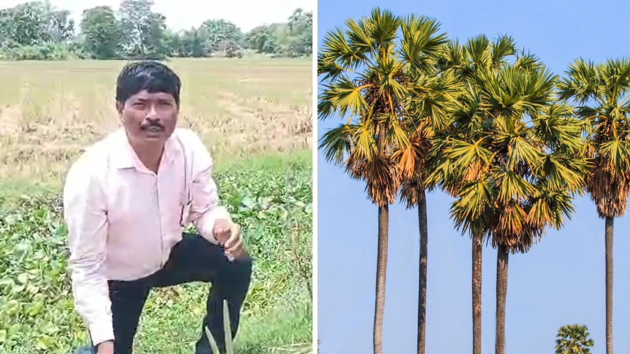 Hooghly: রাস্তার ধারে ৭৫,০০০ তালগাছ বসিয়েছেন এই শিক্ষক, কারণটা মনে দাগ কাটার মতো